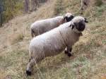 Zwischen Ausserberg und Baltschieder-Viadukt kommt man ber eine Schafsalm mit dieser ungewhnlichen Rase mit Korkenziehern an den Kpfen, aufgenommen am 13.11.2006. Es waren die einzigen Tier die ich zu dieser Jahreszeit noch auf der Weide gesehen habe.