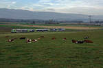 BLS: Ruhende Kühe während ihrer Mittagspause.