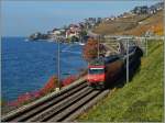 In einer bunten Herbstlandschaft fährt die SBB Re 460 037-5 mit ihrem IR 1413 von Genève Aéroport nach Brig zwischen Rivaz und St-Saphorin dem Lac Léman entlang.