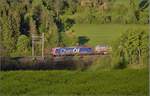 Re 482 012-2 ganz im Grnen am Bzberg, da ndert nicht einmal das Rapsfeld im Schatten etwas daran. Hornussen, Mai 2017