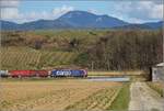 Bahn im Markgräfler Land. Auch vor dem Belchen mit seiner Tonsur sucht die starke Maschine der SBB nach starken Typen, Werbefläche ist hier Re 482 009-8. Buggingen, März 2019.