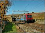 Leider im dümmsten Moment abgedrückt; trotzdem passt der bunte CIS EC mit der SBB 484 014 in die Herbstlandschaft bei Lutry.