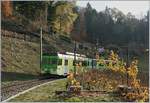 Eine neu entdecke Fotostelle oberhalb von Aigle zeigt den ASD BDe 4/4 404 mit seine Bt auf auf dem Weg nach Aigle im bunten Spätherbst-Laub.
18. Nov. 2018