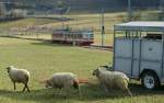 Eisenbahn und Tiere sind nicht so einfach auf ein Bild zu bekommen! Immerhin musste ich nicht bis Irland um  Schafe und Zug  abzulichten, doch das Interesse der Schafe am Fotografen lies nach bevor der der AOMC Beh 4/8 in Vully eintraf...
24.02.2010