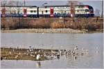 S5 nach Zug auf dem Seedamm bei Rapperswil.