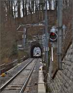 Durchblick nach Deutschland, bald verwehren ihn wieder Himbeeren und Brombeeren. Fischhölzlitunnel in Neuhausen, März 2015.