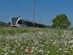 Blick übers Margeritenfeld - Kurz nach der Abfahrt an der Haltestelle Triboltingen ist am 07.06.2014 von Schaffhausen kommend S8 23842 unterwegs nach St. Gallen.