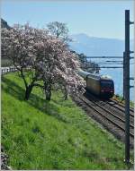 Der Frühling kommt oder Re 460 020-1 kurz vor Rivaz.
(06.04.2015)
