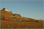 Eine SBB Re 460 fährt mit ihrem IR Brig - Genève bei Lutry durch das herbstliche Lavaux.
11. Nov. 2013