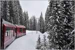 R1436 nach Chur ist unterwegs im winterlichen Wald unweit der Haspelgrube.