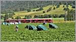 S2 1565 nach Thusis mit ABe 4/16 3103 inmitten der Erdbeerpflücker zwischen Felsberg und Domat/Ems. (01.06.2020)