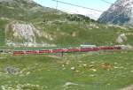 RhB - Bernina- Express 951 von Chur nach Tirano am 19.07.2009 auf Oberer Berninabachbrcke zwischen Bernina Lagalb und Ospizio Bernina mit Triebwagen ABe 4/4 II 45 + ABe 4/4 II 49 - Ap 1292 - Api 1302