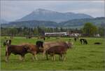 Die beste Milch gibt es vorne, kurz zuvor war das Jungrindvieh zu dritt zu Gange, da wird nicht mehr viel für die Melkmaschine übrigbleiben... Im Hintergrund zieht RABe 523 042 vor der Kulisse der Rigi vorbei. Reusshöfe, April 2022.