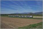 Der BLS RBDe 565 731 (94 85 7 565 731-7 CH-BLS) ist mit seinem Regionalzug 6568 zwischen Büren an der Aare und Dotzigen auf der Fahrt nach Lyss.