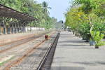 Bahnhof von Wadduwa im Westen von Sri Lanka. Obwohl recht viele Züge in kurzem Takt auf der Strecke verkehren, kommen Kühe und Züge meist unbeschadet aneinander vorbei. Foto vom August 2010.