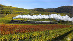 Die Strasshofer Dampflok 310.23 fährt mit dem SDZ 17264 von Wien Heiligenstadt nach Krems an der Donau, photographiert nahe Weißenkirchen in der Wachau.