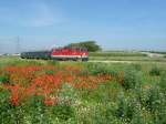 In den selben Farben, in denen die 2143 073-1 lackiert ist, blhen auch die Pflanzen im Vordergrund.