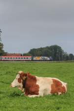 Während die Kuh gemütlich am Boden liegt ist im Hintergrund 1116 077  Galileo/Michelangelo  damit beschäftigt einen IC nach Salzburg zu fahren, aufgenommen am 3.