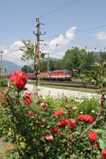 Von Rosen umgeben fahren 1142.636+1144.008 mit G-54507 durch die Haltestelle Eichberg am 7.7.12