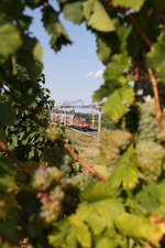 Durch das Loch im Weinstock mit den schon fast reifen Trauben,fährt 1144.203 mit ihren Reg.bei Pfaffstätten am 17.8.18