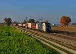 1216 951 mit einem KLV am 27.10.2015 bei Langenisarhofen.