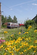 Von Blumen umgeben, fhrt 1116.250  Polizei  mit RJ-652 in Eichberg Richtung Wien. 5.8.12