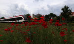 Der Klatschmohn hat Blütezeit.