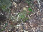 Abges�gter Oberleitungsmasten beim ehemaligen Haltepukt Gr�fenhausen.  ...