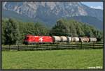 1116.075 Notschlachtung zwischen Rietz und Pfaffenhofen am 26.07.2007.  ...