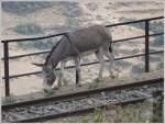 Sonstiges Auch als Abk�rzung l�sst sich eine Br�cke verwenden, was sich angesichts der nur sporadisch verkehrenden Z�ge, gefahrlos machen l�sst.Arbaroba (28.10.2008)