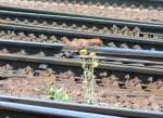 Das sollte mal ein Bahnfotograf machen, dann hagelt es aber ...