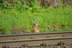 Und wie ich so am Streckenrand steh bekomm ich pl�tzlich ...