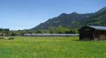 arriva-landerbahn-express-alex Da zeigten die Rindviecher wenig Interresse.Ein Alex bei der Aussfahrt aus Oberstdorf.17.05.09.