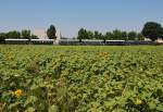 2143.40-0, unterwegs mit EZ nach Ernstbrunn, vor vielen, vielen Sonnenblumen;-))) ...