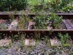 Gleise und Weichen Bahnhofs- bzw. Haltepunktsbegr�nung sieht in Zwota so aus, 23.8.09.