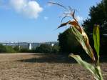 Montzenlinie Aachen-Montzen-Vise Hinter dem schon abgeernteten Maisfeld �berquert ein langer G�terzug den Viadukt von Moresnet in Richtung Montzen. Aufgenommen am 26/09/2009.