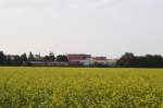 Nicht Raps, sondern Gelbsenft bl�hte am 28.09.09 in Poing, als ...
