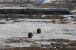 Tundra live! W�hrend zwei Moschusochsen im Dovrefjell grasen, donnert ein ...