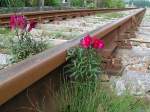 sonstiges 'Bl�hender Schienenstrang' zwischen Ried u. Oberbrunn auf der KBS171; 090920