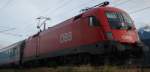 Stierportrait: 1116 131-2 ist mit ihrem OEC energisch und sehr ... Stierportrait: 1116 131-2 ist mit ihrem OEC energisch und sehr ...