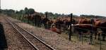 Romney, Hythe & Dymchurch Railway (20.07.2001)
Das Vieh ist vor den ...