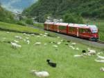 triebzuge-abe-8-12 Der talw�rtsfahrende 'Allegra' scheint die Schafe nicht zu interessieren.
8 Mai 2010 bei Campascio. 