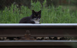 Schienenkatze in Bakov nad Jizerou Mesto.  21.05.2016  15:11 Uhr.