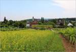 Die Sonne ist bereits hinter dichten Wolken verschwunden, die zum VT gut passenden Blumen im Vordergrund gleichen dies etwas aus - Sonderfahrt auf der Kaltenleutgebnerbahn. Perchtoldsdorf, 17.6.12 