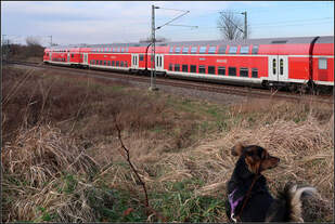 Zug und Hund; nicht so einfach -    Bei Zügen ist die vorher festgelegte Position entscheidend für den richtigen Auslösezeitpunkt, bei Hunden dagegen der vor nicht so exakt zu