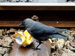 Dohle (Coloeus monedula) ist förmlich stinkesauer über den achtlos wegworfenen Müll im Bereich des Bahnhofes Ried ;240222