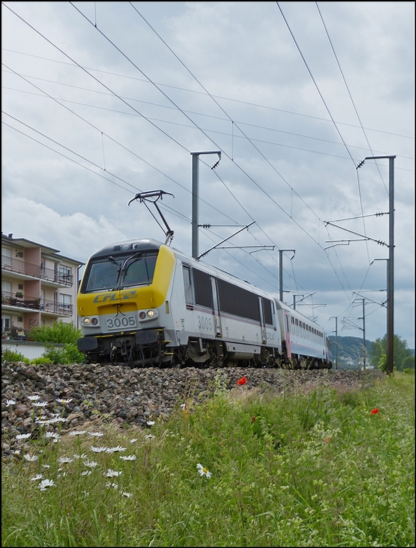 . Margeriten am Wegesrand - Die 3005 zieht den IR 112 Luxembourg - Liers dem Bahnhof von Mersch entgegen, vorbei an blhenden Sommerblumen, welche den Wanderweg an der Bahnstrecke zieren. 15.06.2013 (Jeanny)