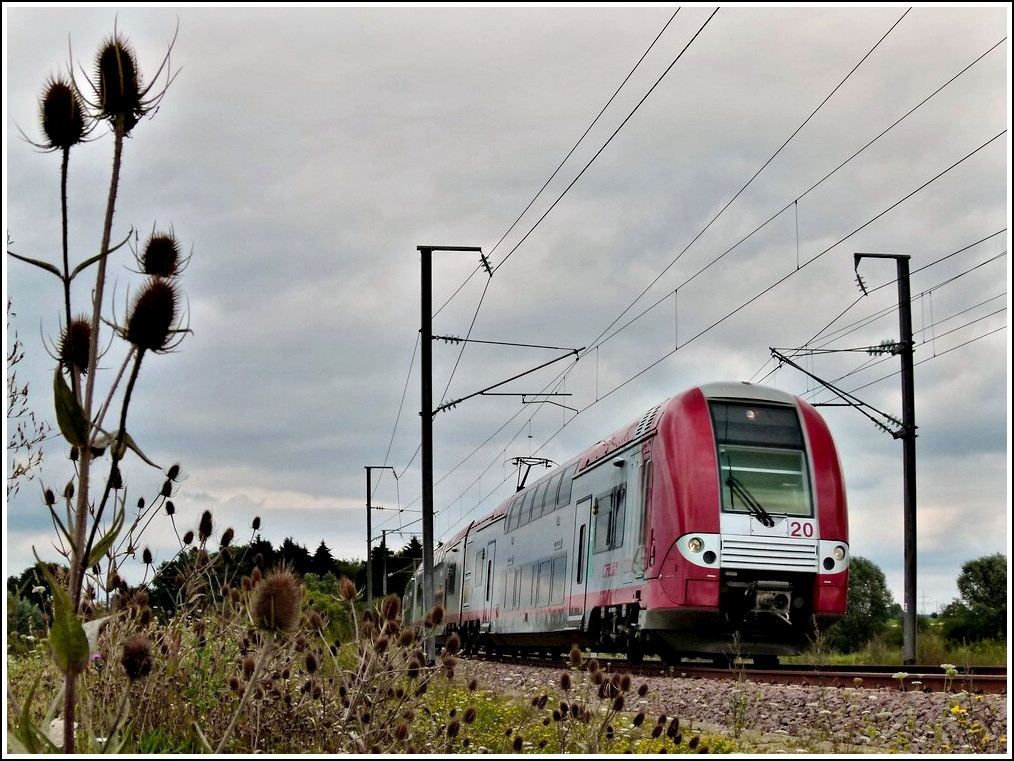 - Wilde Karde und Computermaus - Entlang des bereits fertiggestellten Teilstck der Strecke Luxembourg-Ptange (Ligne 70) zwischen den Haltestellen Schouweiler und Bascharage-Sanem hat sich die Vegetation nach den Bauarbeiten schon wieder erholt und ermglichte am 13.08.2011 diese Aufnahme des Triebzuges 2220. (Jeanny)   