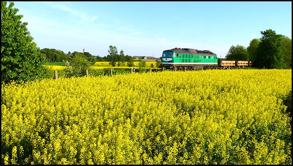 10.05.2011. V300 001 mit Leerzug durch die Rapsblte bei Lumpitz zurck zur Verladestelle.