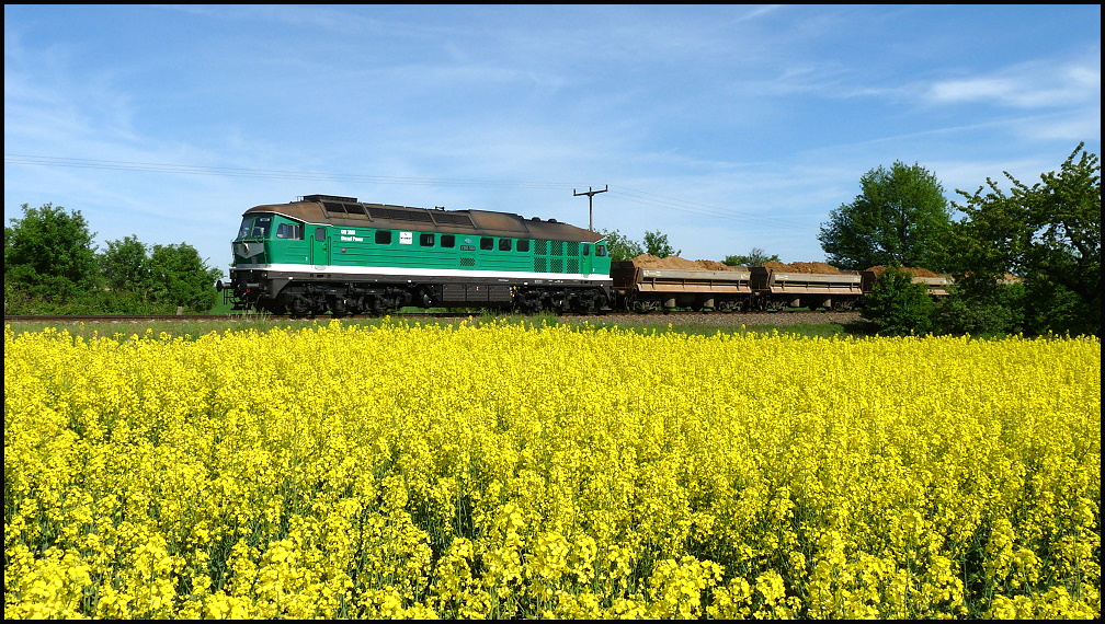 10.05.2011. V300 004 Wismut Diesel Power jault bei Grobraunshain durch das Gelb der der Rapsfelder.